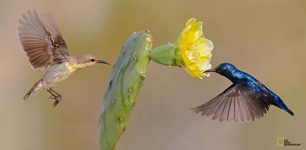 Two sunbirds and a flower